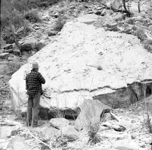 zion national park dinosaur tracks