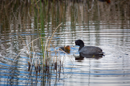 Female coot feeds a baby coot in the water by some reeds.