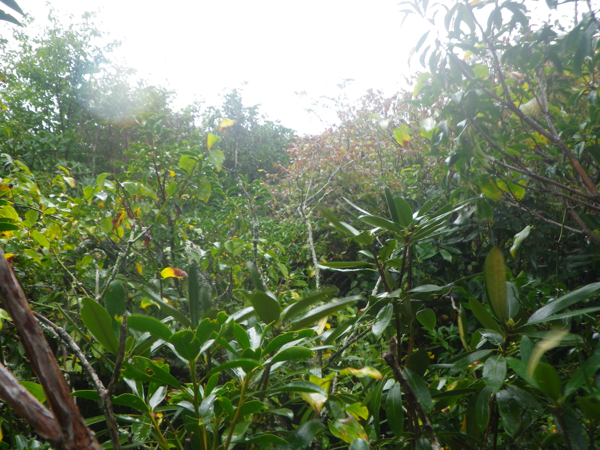 GRSM Accuracy Assessment. Plot Code: GRSM_AA_0428_6