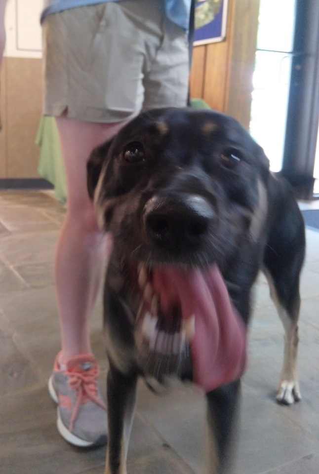 Dog close up to the camera