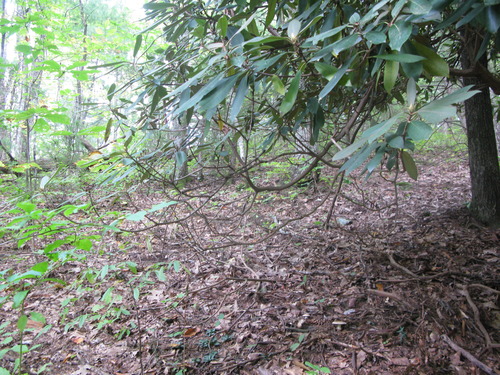 GRSM Accuracy Assessment. Plot Code: GRSM_AA_0415_3