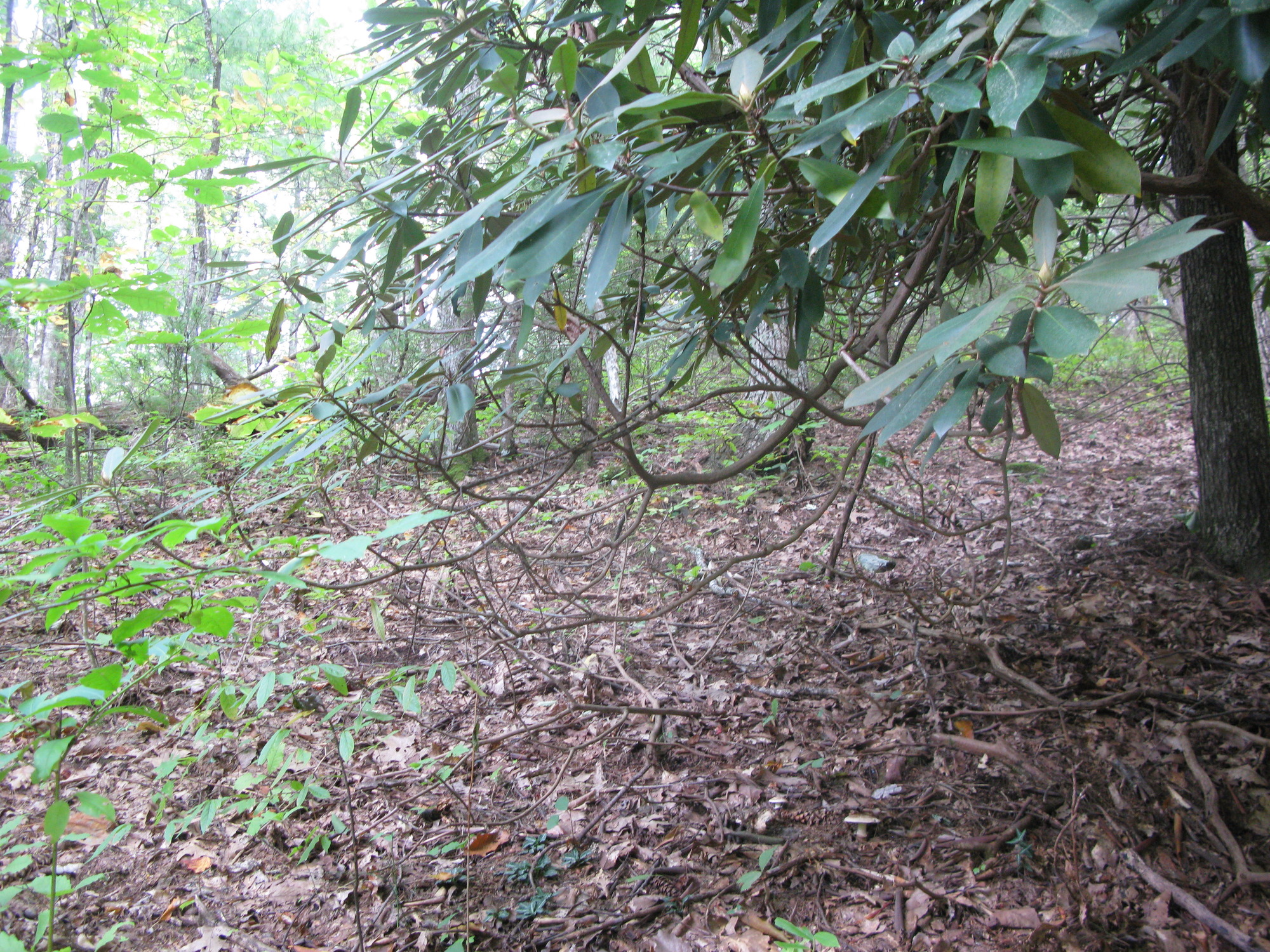 GRSM Accuracy Assessment. Plot Code: GRSM_AA_0415_3