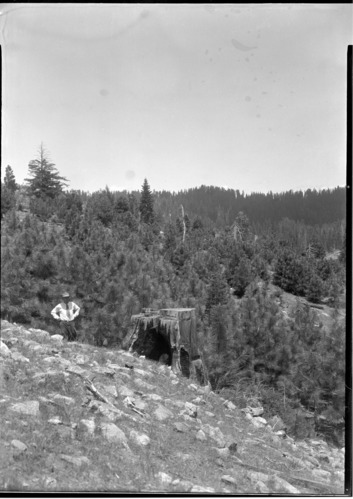 Yosemite Lumber Co. - south side lands, reproduction on cutover lands - 1916 cuttings.