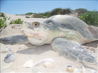 2010 Kemp's ridley sea turtle project at Padre Island National Seashore. In 2010, 74 Kemp's ridley nests were found at Padre Island National Seashore. This was the third most successful season since record keeping began in 1980.