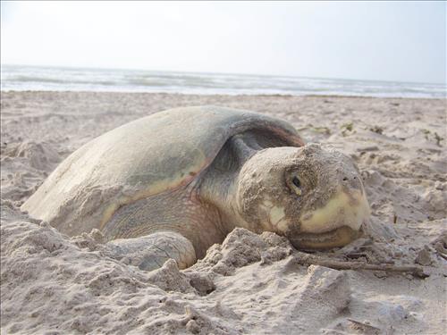 2010 Kemp's ridley sea turtle project at Padre Island National Seashore