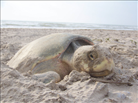 2010 Kemp's ridley sea turtle project at Padre Island National Seashore. In 2010, 74 Kemp's ridley nests were found at Padre Island National Seashore. This was the third most successful season since record keeping began in 1980.