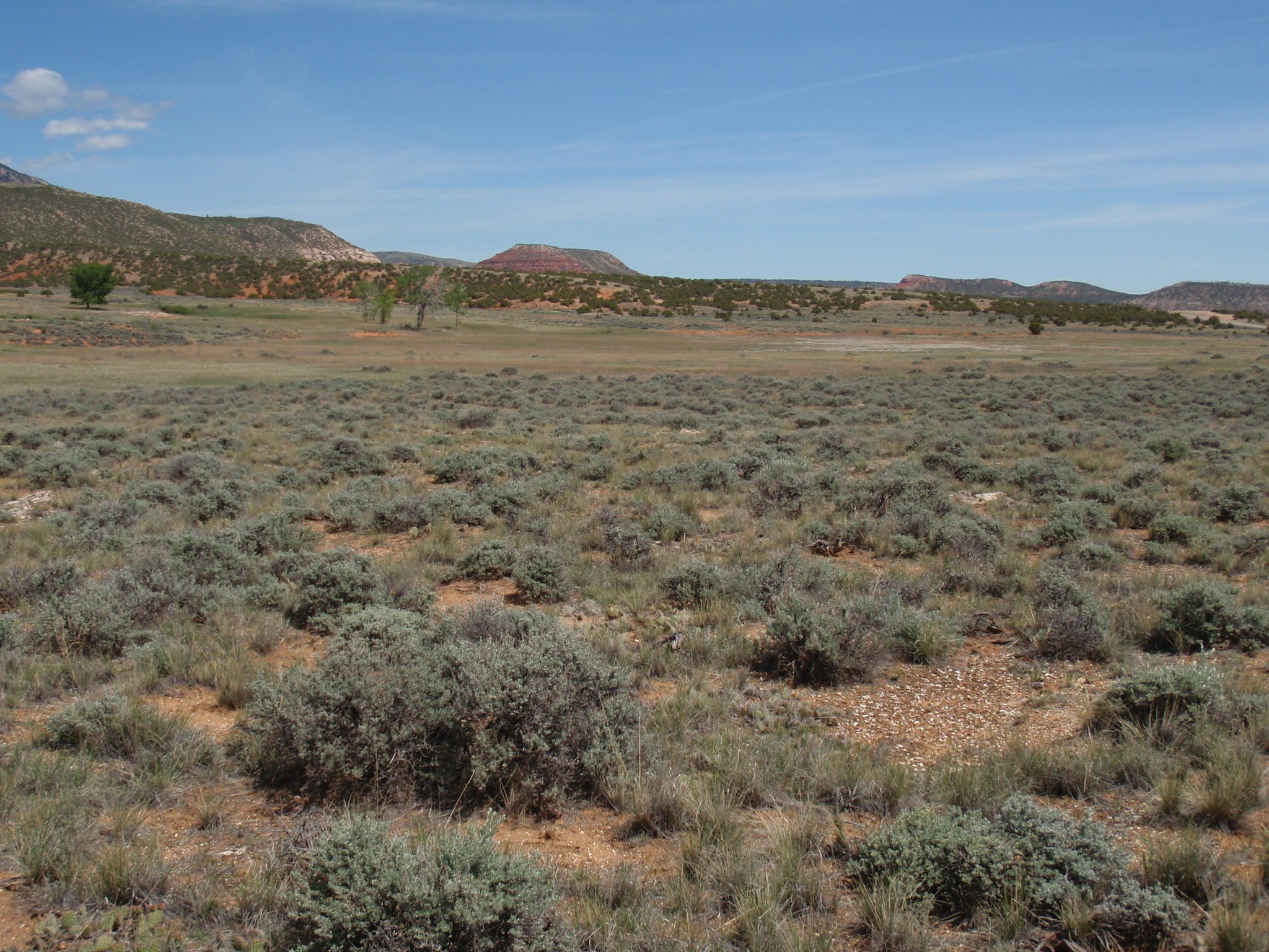 Image of the vegetation and landscape at photo point in Bighorn Canyon NRA 