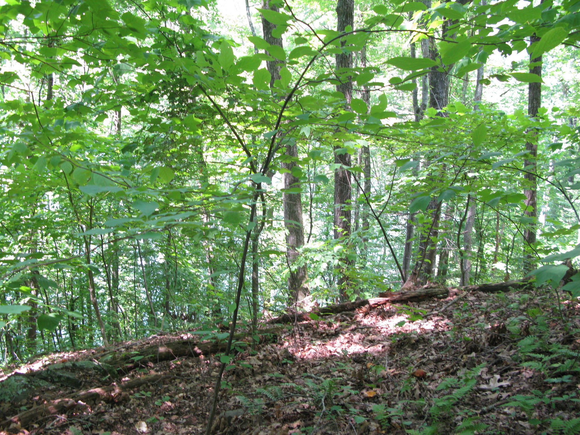 GRSM Accuracy Assessment. Plot Code: GRSM_AA_0089_2