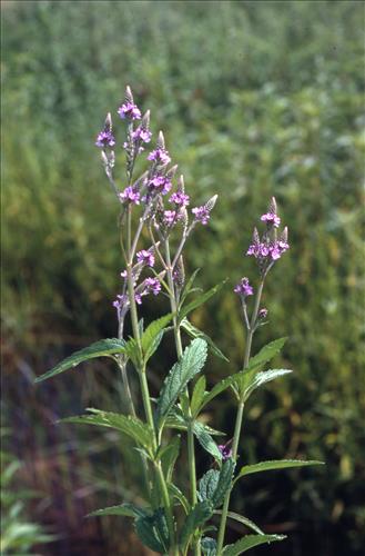 Badlands Flowers: Red, Pink, Blue