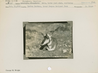 hfca_1607_iva_013_10_002_1746_a. Antelope [American Pronghorn]: Male, horns just shed, reclining.. Locality: Indian Gardens, Grand Canyon National Park. Negative #: 1746