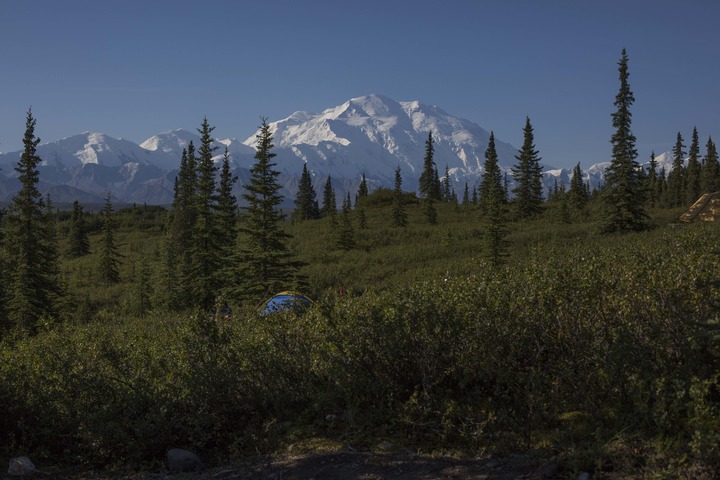a tent amid bushes and spruce trees with a snowy mountain looming in the distance