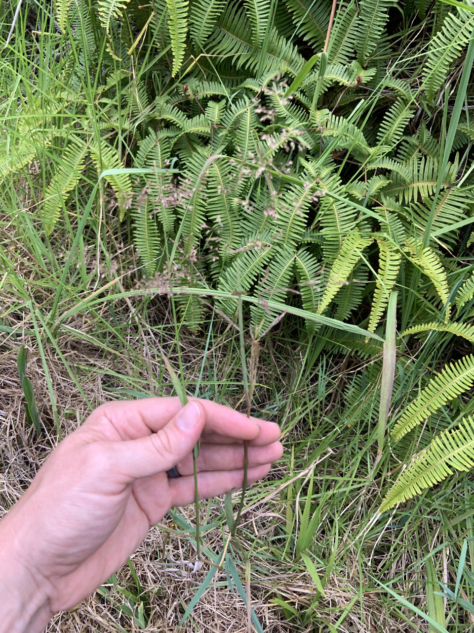 Photo of plant species Agrostis stolonifera