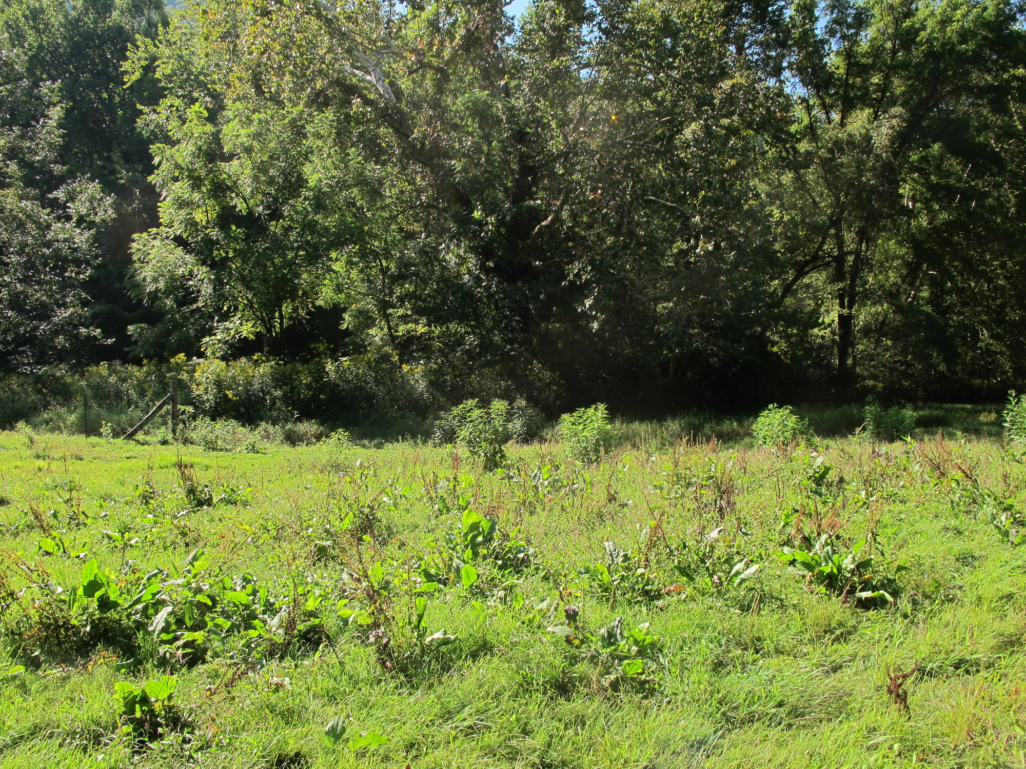 GRSM Accuracy Assessment. Plot Code: GRSM_AA_0837_4