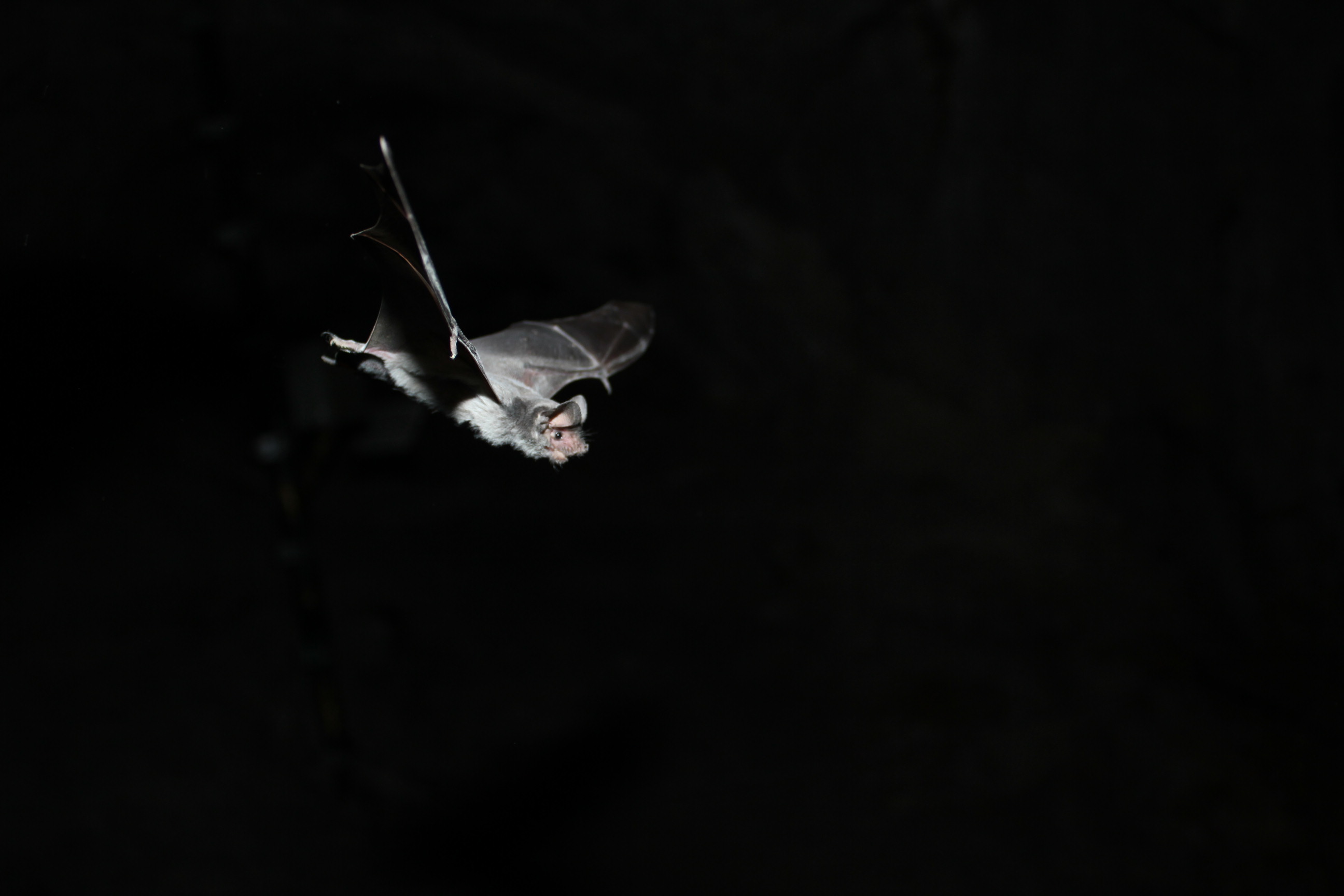 Free tailed bat in flight