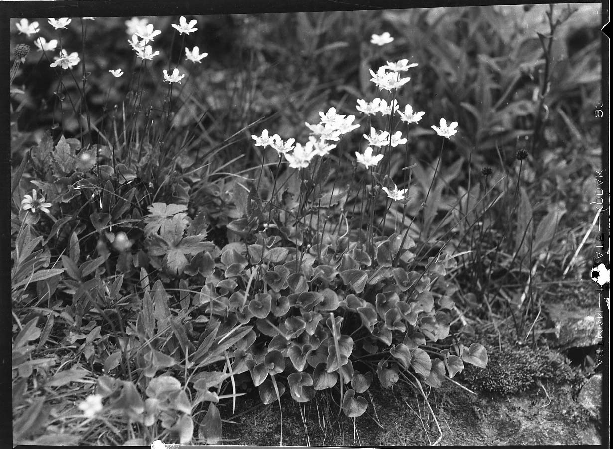 Glacier National Park
