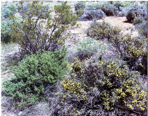 Color Photos of shrubs.