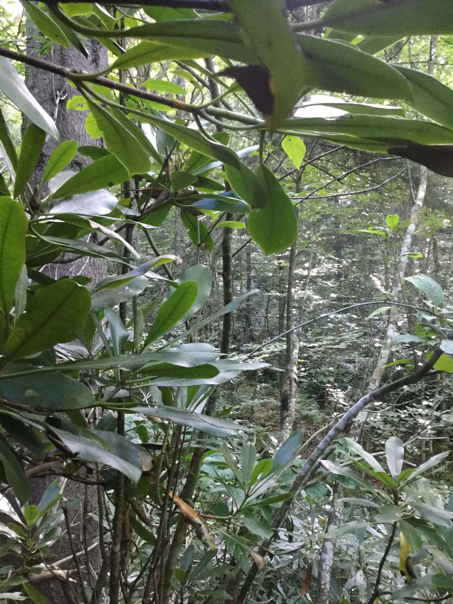 GRSM Accuracy Assessment. Plot Code: GRSM_AA_0278_3