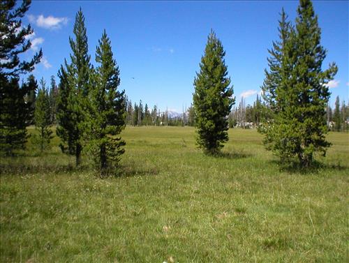 Ellis Meadow in Aug. 2003, Sequoia and Kings Canyon National Park