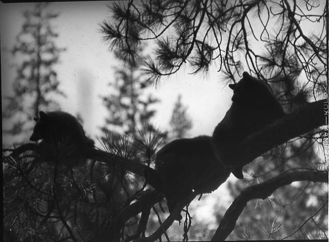 three bear cubs in tree