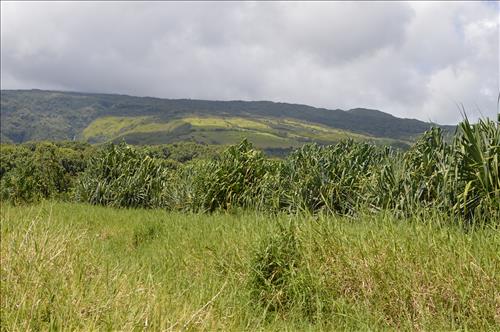 Vegetation management efforts have restored native lauhala forest at Puhilele Point, Kipahulu District, Haleakala National Park.