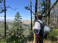 A young man looks out through fir trees at the surrounding coastal mountain range.