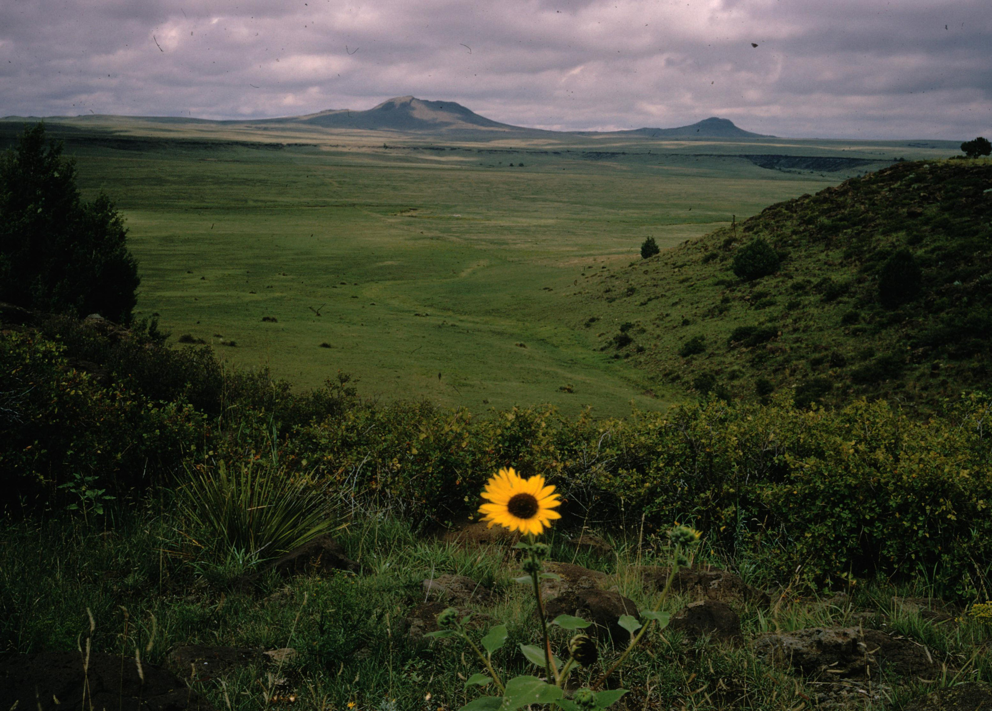 A pair of volcanoes with behind a plain with sunflowers