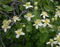 Pipestems vines flowering