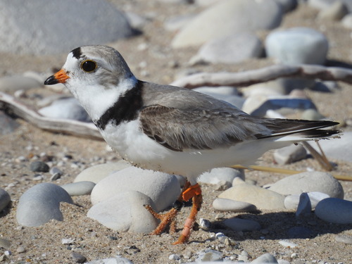 Single piping plover with dark gray back and white belly. Mating plumage including the black tipped-orange beak, black stripe on forehead and a black ring around the neck. Stands among bigger pebbles on a beach. 