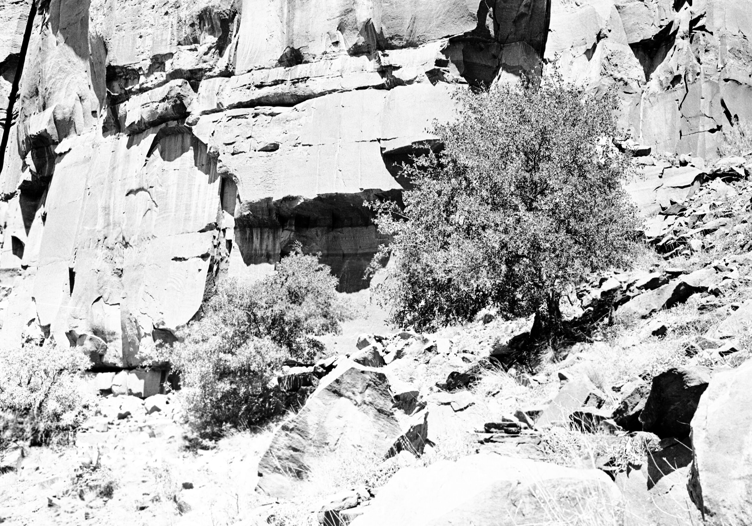 Hackberry tree, south side of Angels Landing.
