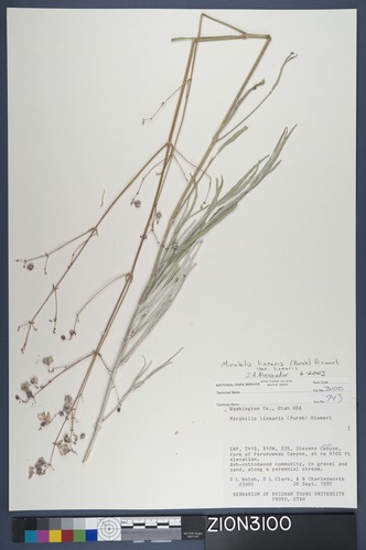Herbarium Specimen Sheet 3100