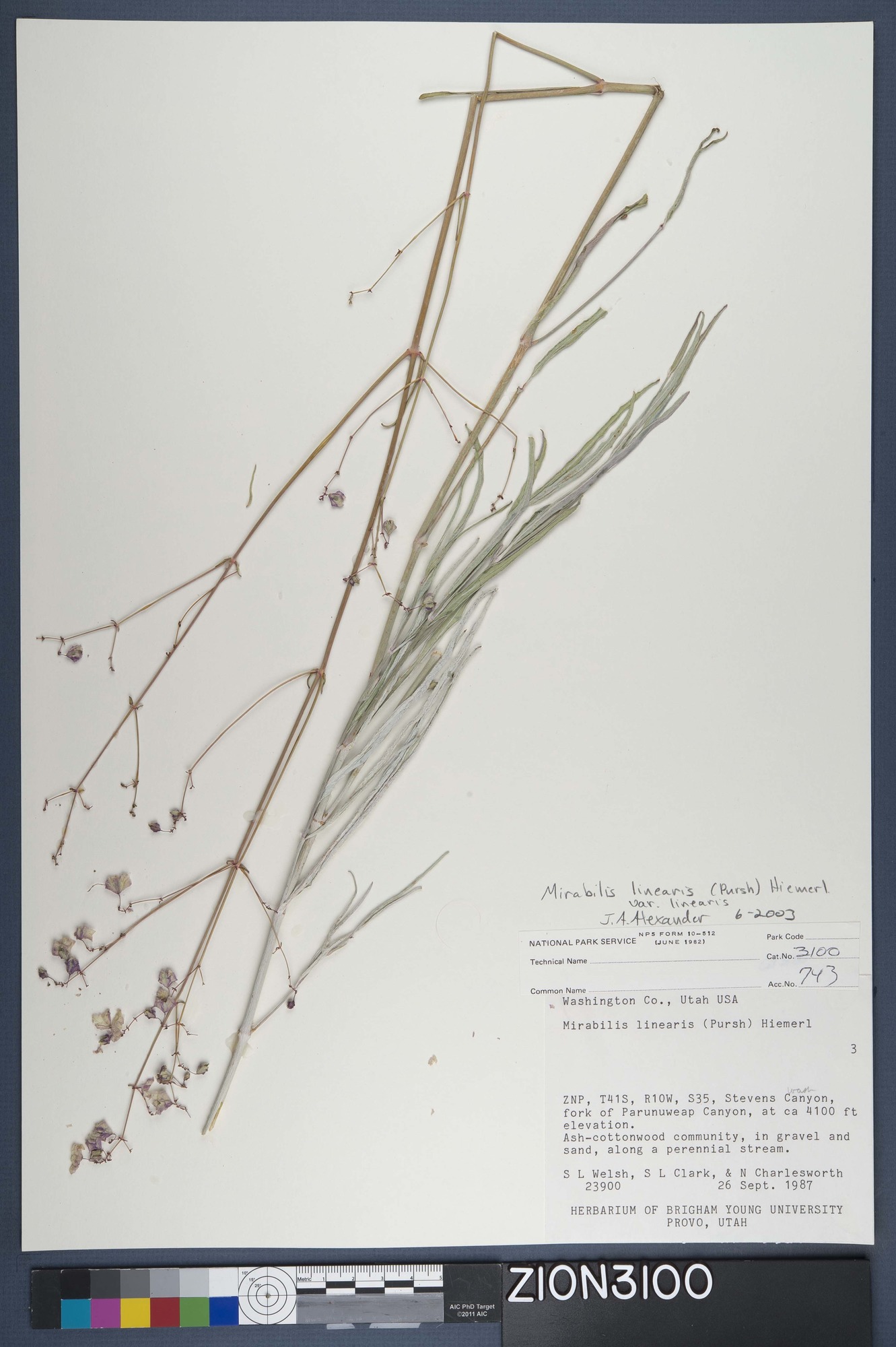 Herbarium Specimen Sheet 3100