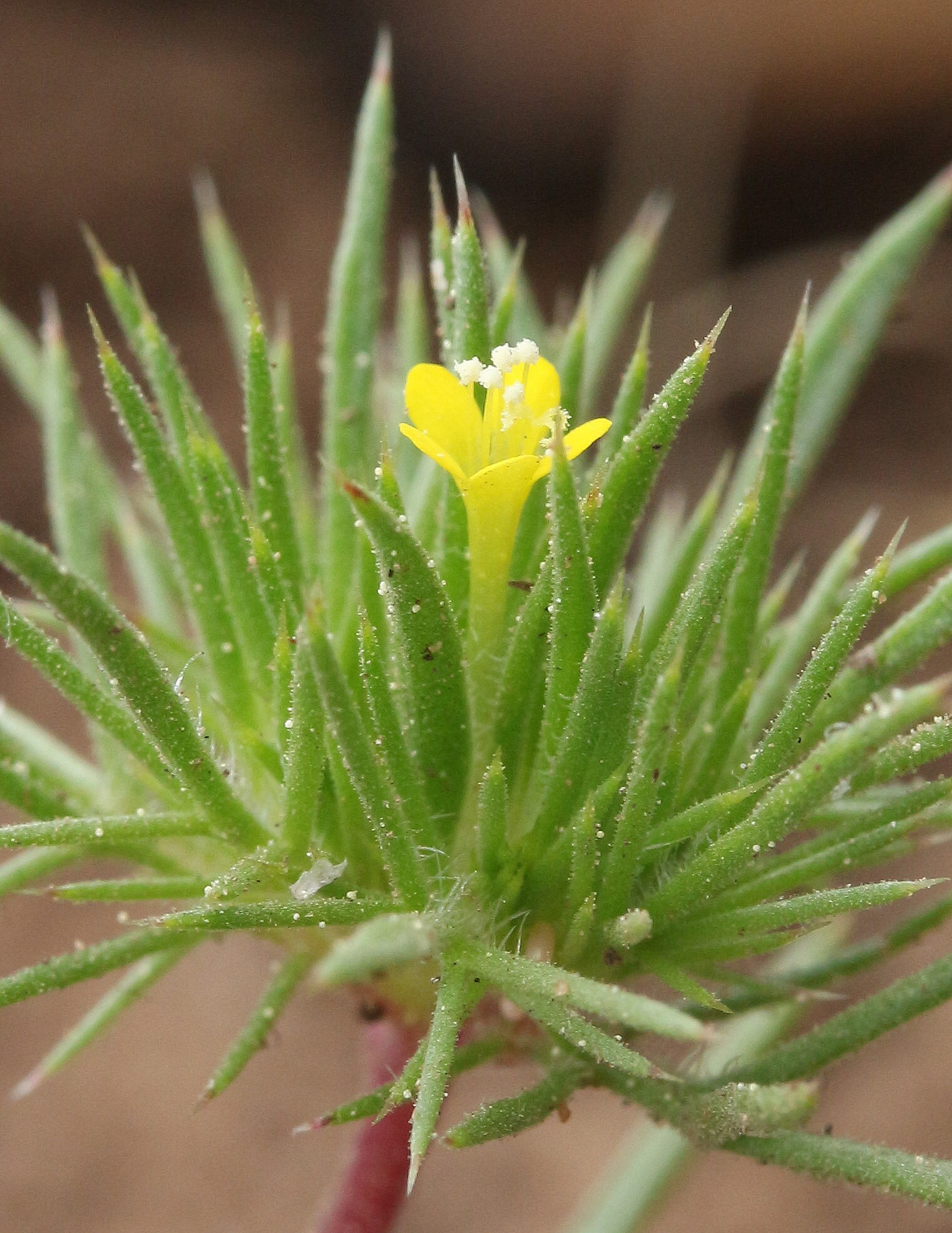 Navarretia breweri, Yellow navarretia