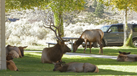 Bull elk and harem