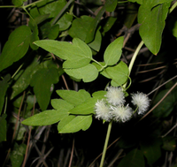 Virgin's bower flowers forming feathery seed pods