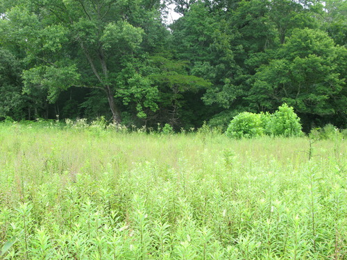 Plot Code: GRSM_AA_0465_2