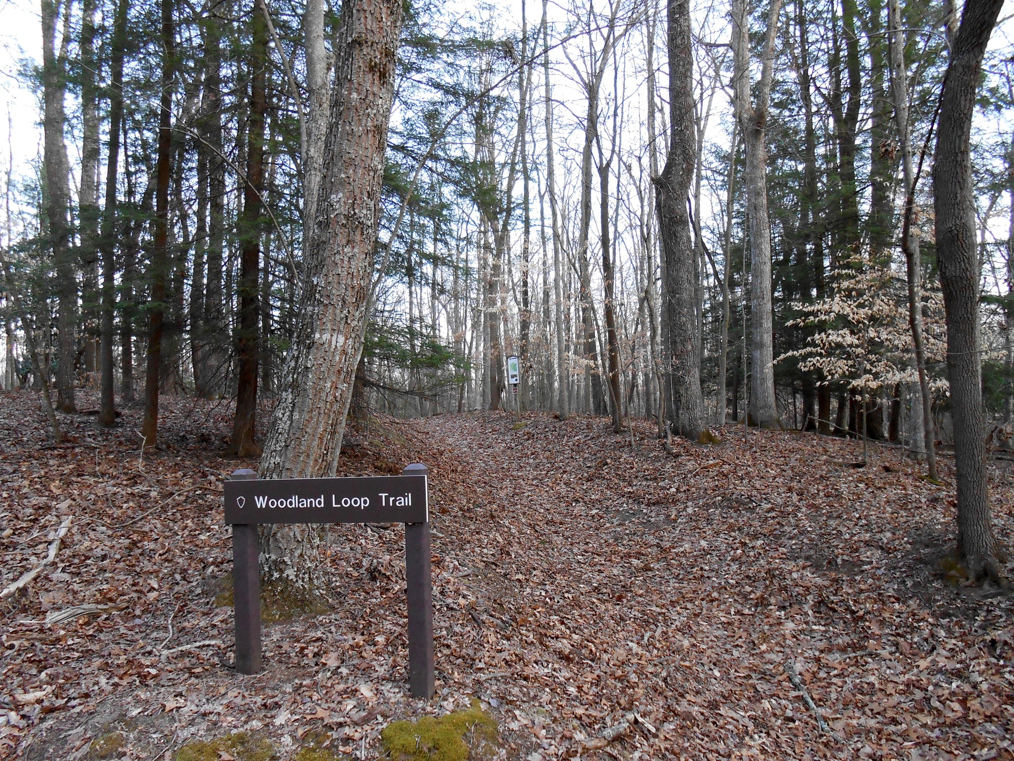 trail sign with trail disappearing into forest 