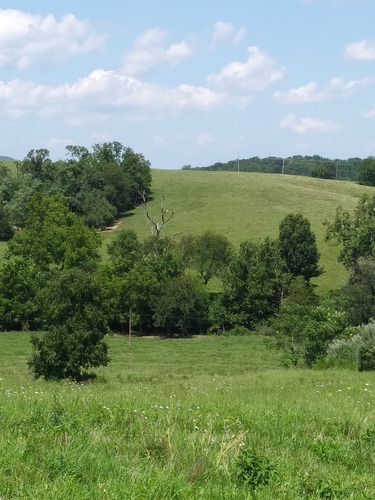 Belts of trees divide the mowed grass fields on hillside under a sunny summer sky.