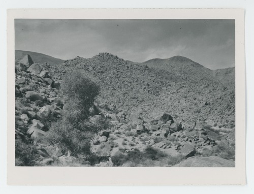 Black and white image of Pinkham Well and Spring. Cottonwood tree in canyon to east of Pinkham Well along old trail.