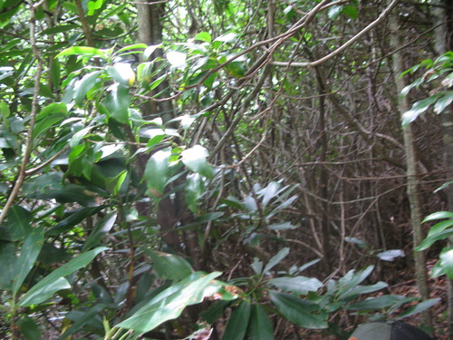 GRSM Accuracy Assessment. Plot Code: GRSM_AA_0550_5