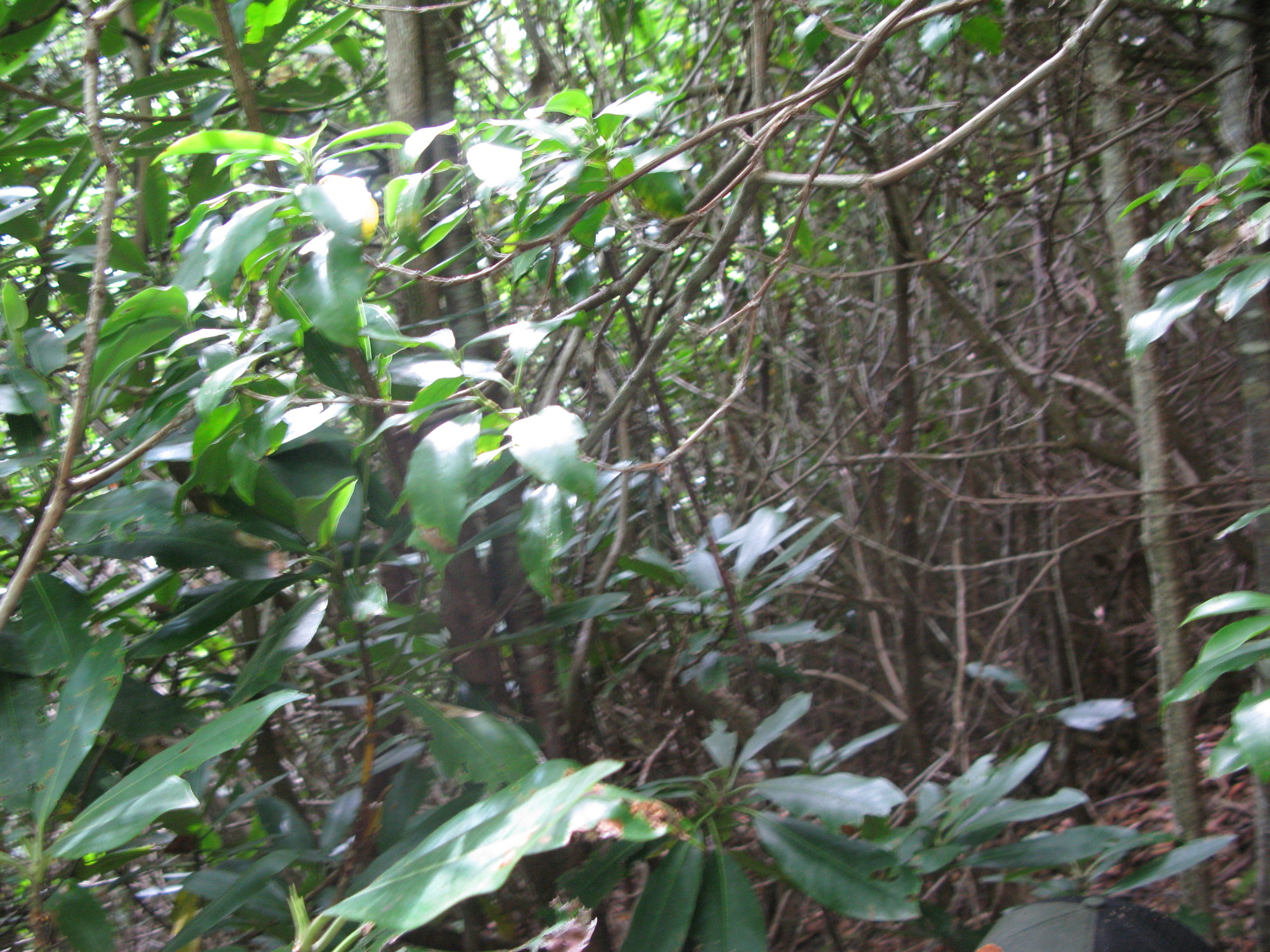 GRSM Accuracy Assessment. Plot Code: GRSM_AA_0550_5