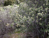 A flowering buck brush bush