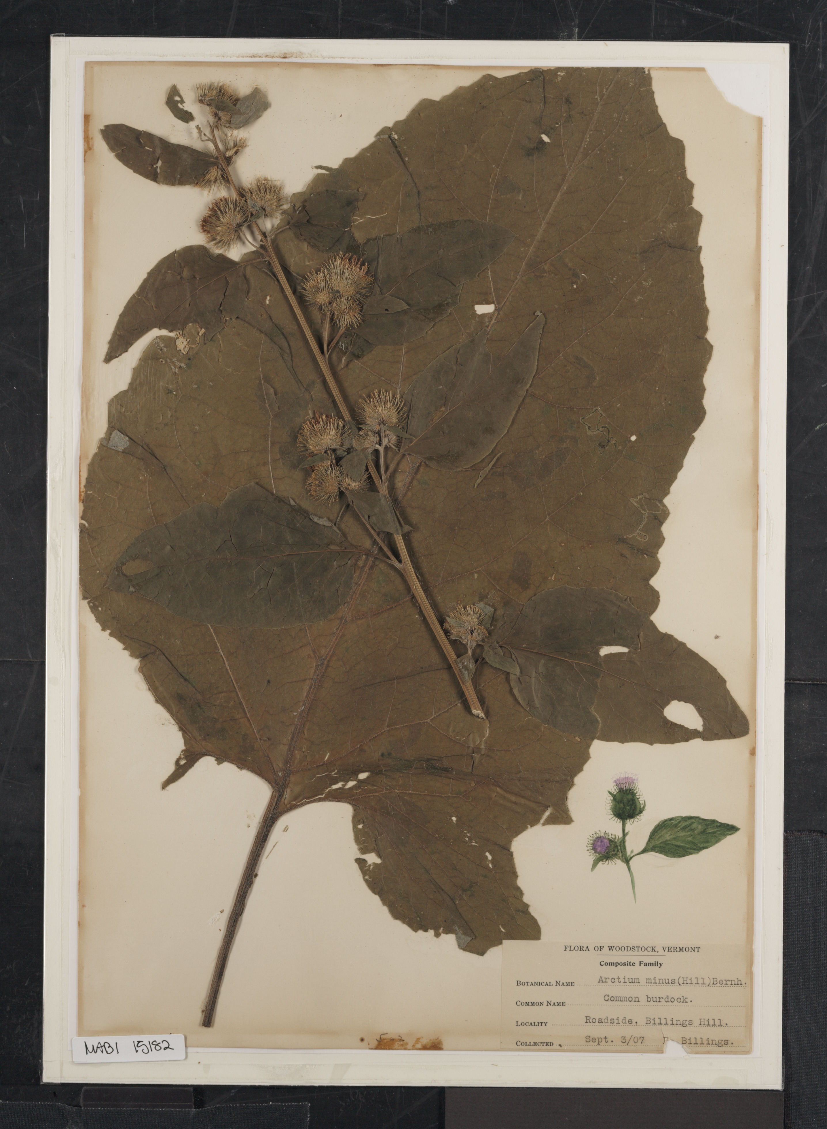 Preserved biological specimen on paper.