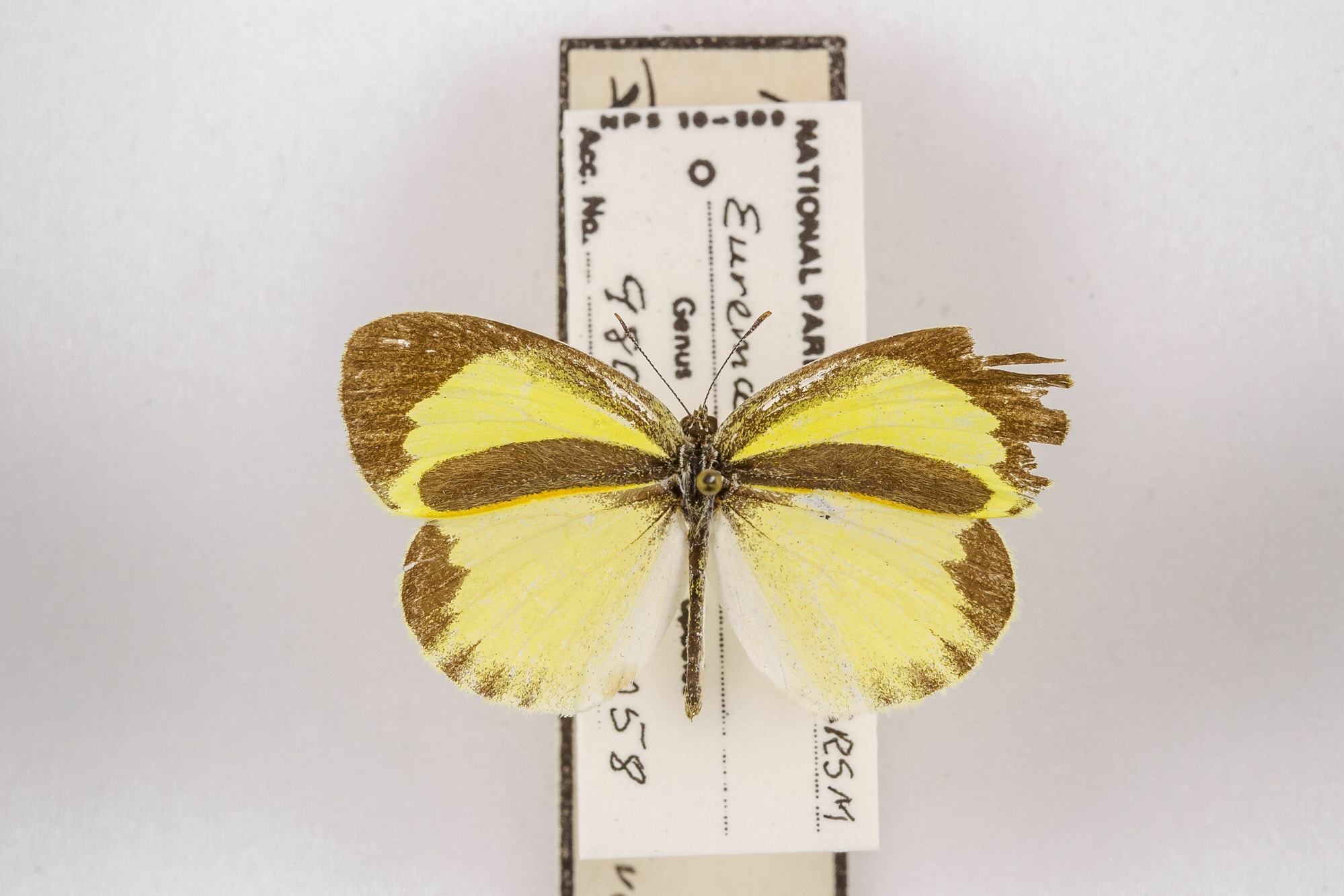 Image of Eurema daira, a species of Animalia