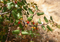 Holly-leaved redberry leaves, stems, and berries