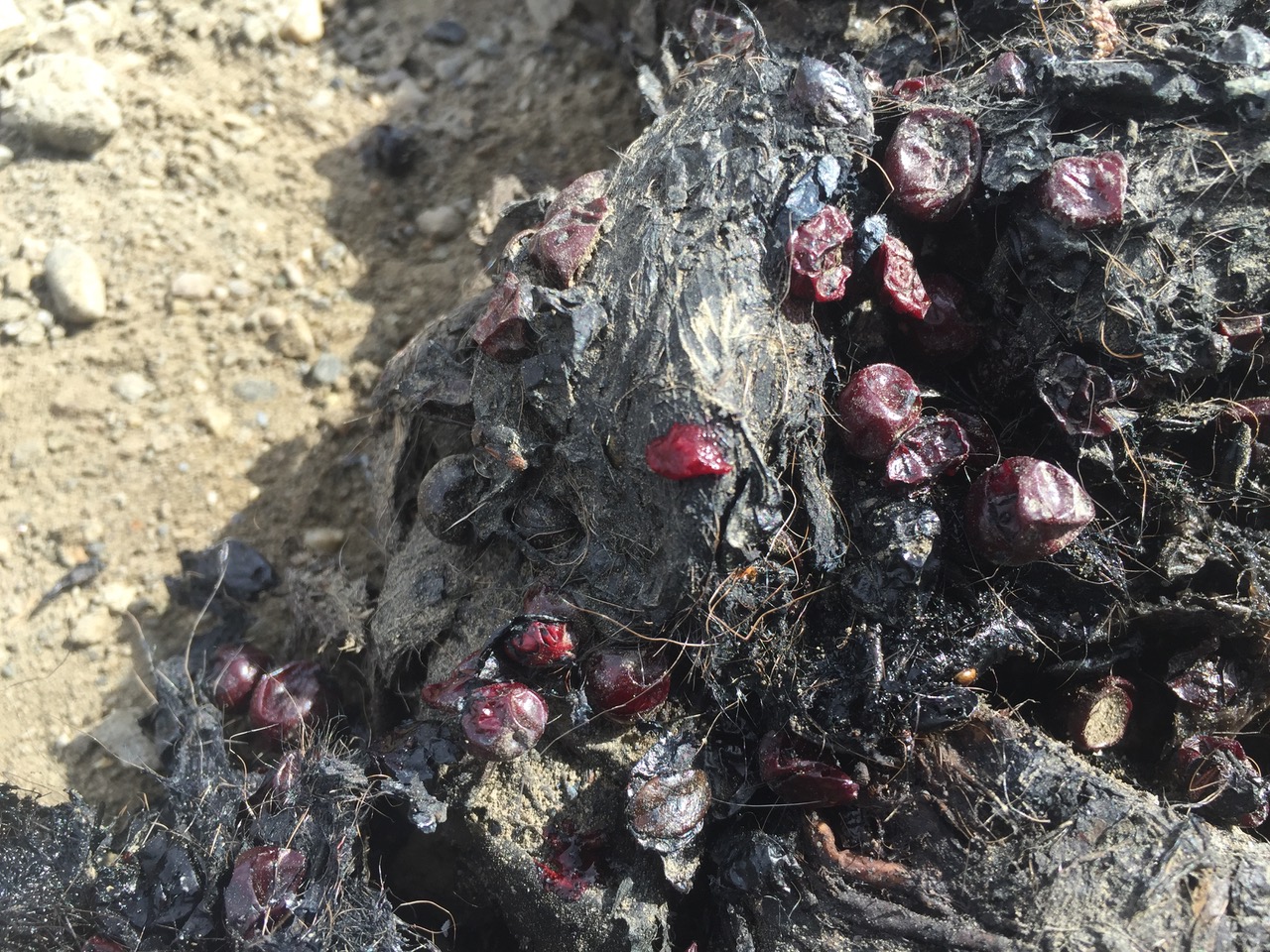 berries in poop
