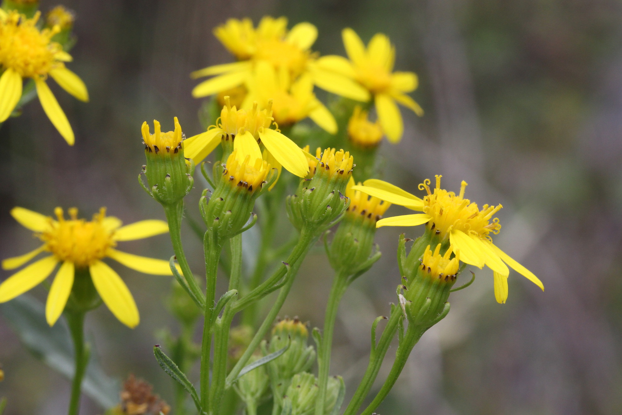 Senecio eremophilus, Cut-leaved groundsel