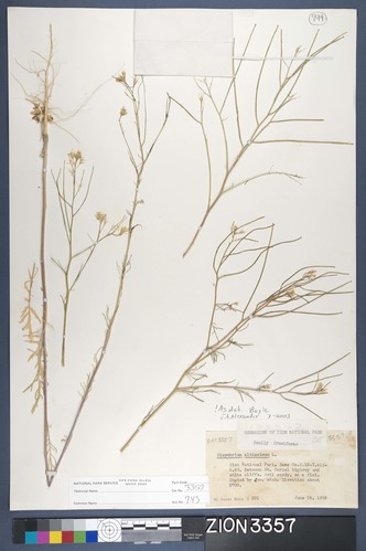 Herbarium Specimen Sheet 3357