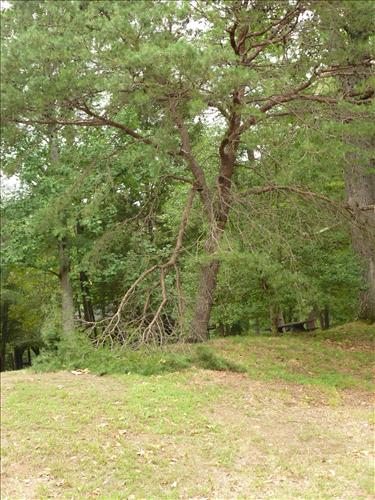 Remove Hazard Trees in OaCC-1 & CC-4, CC-2 & CC-5, Entrance Districts at Prince William Forest Park, Wind Storm 2012