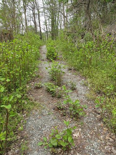 Nuttallburg Invasive Vegetation