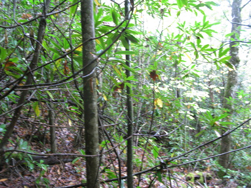 GRSM Accuracy Assessment. Plot Code: GRSM_AA_0266_3